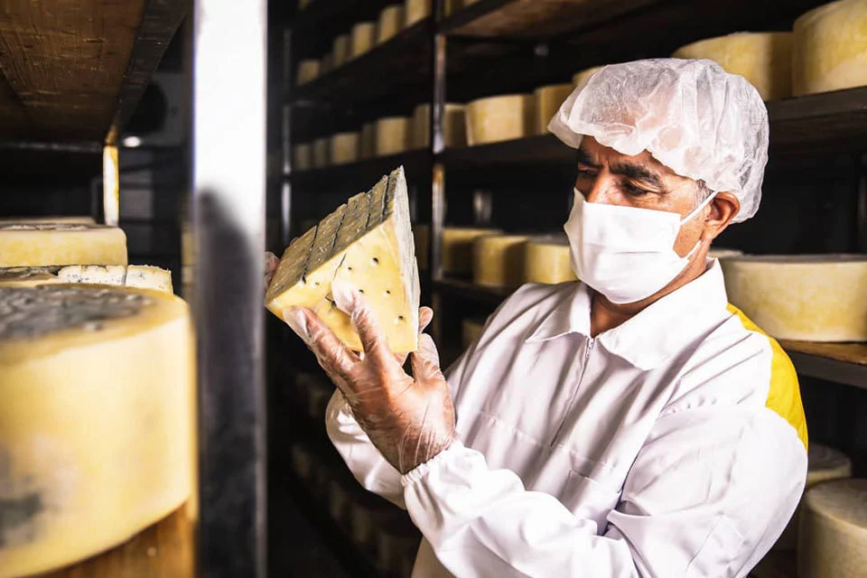 گورگونزولا در دست کارگری در انبار پنیر کالین